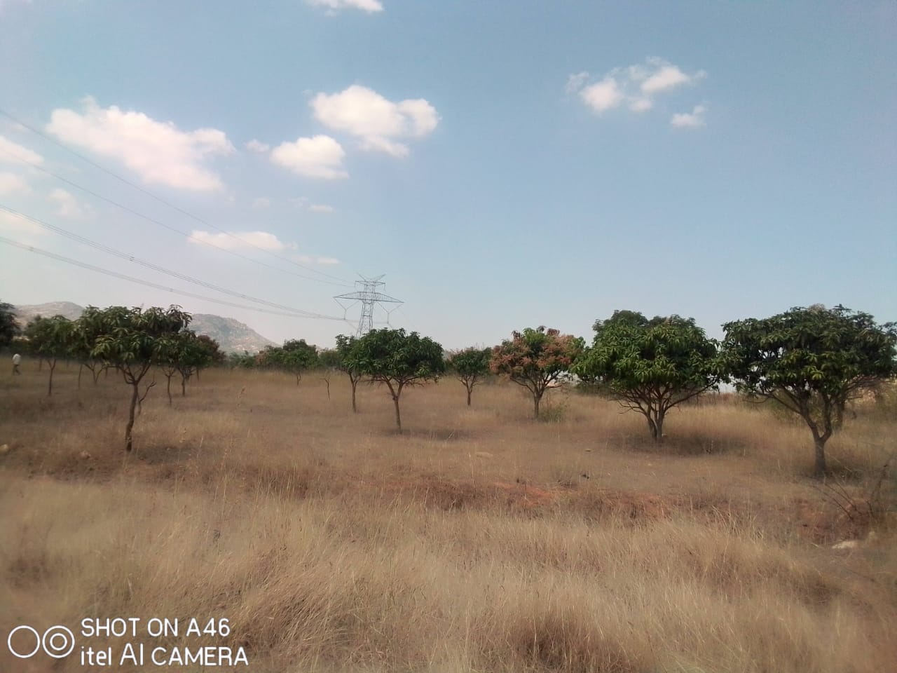 Mango trees